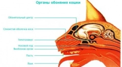 Izobraževalna aromaterapija: vonjave, ki bodo ljubile mačko iz slabih navad